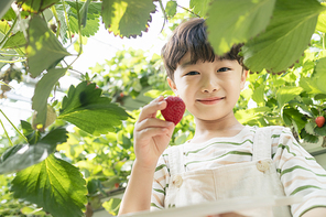 상큼 달콤 딸기농장 - 딸기 농장에서 잘 익은 딸기를 들고 미소짓는 즐거운 어린이