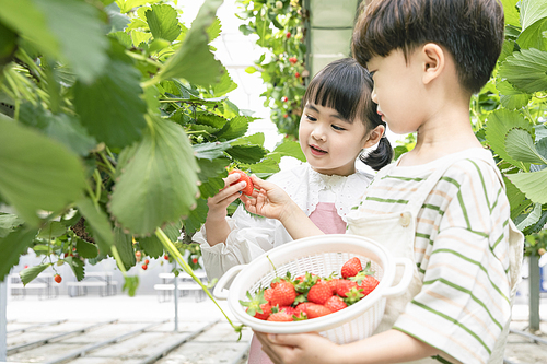 상큼 달콤 딸기농장 - 딸기 농장에서 잘 익은 딸기를 직접 따보는 즐거운 어린이들