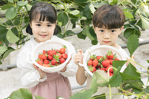 상큼 달콤 딸기농장 - 딸기 잎 사이에 서서 직접 딴 딸기를 보여주는 신나는 어린이들