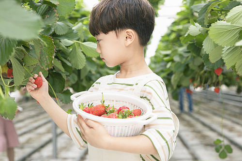 상큼 달콤 딸기농장 - 딸기 농장에서 잘 익은 딸기를 직접 따보는 즐거운 어린이