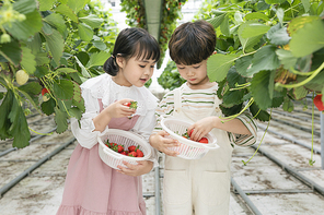 상큼 달콤 딸기농장 - 딸기 잎 사이에 서서 직접 딴 딸기를 서로 보여주는 신나는 어린이들