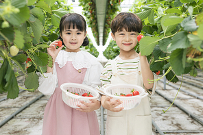상큼 달콤 딸기농장 - 딸기 잎 사이에 서서 직접 딴 딸기를 보여주며 웃는 어린이들