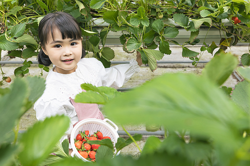 상큼 달콤 딸기농장 - 딸기 잎 사이로 보이는 딸기 체험 중인 신난 어린이