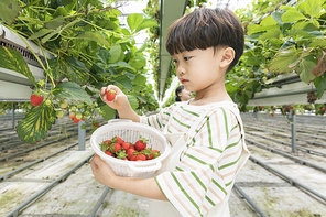 상큼 달콤 딸기농장 - 딸기 농장에서 잘 익은 딸기를 직접 따보는 즐거운 어린이