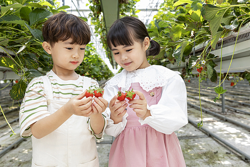 상큼 달콤 딸기농장 - 딸기 농장에서 잘 익은 딸기를 서로 비교하는 신나는 어린이들