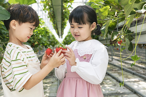 상큼 달콤 딸기농장 - 딸기 농장에서 잘 익은 딸기를 서로 비교하는 신나는 어린이들