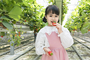 상큼 달콤 딸기농장 - 딸기 농장에서 잘 익은 딸기를 두 손에 들고 먹고 있는 신나는 어린이