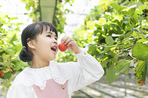 상큼 달콤 딸기농장 - 딸기 농장에서 잘 익은 딸기를 하나 들고 먹고있는 즐거운 어린이