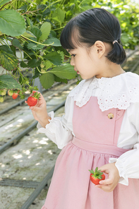 상큼 달콤 딸기농장 - 딸기 농장에서 잘 익은 딸기를 만져보는 즐거운 어린이