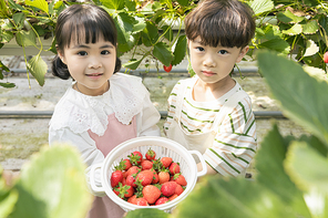상큼 달콤 딸기농장 - 딸기 잎 사이에 서서 직접 딴 딸기 바구니를 보여주는 신나는 어린이들