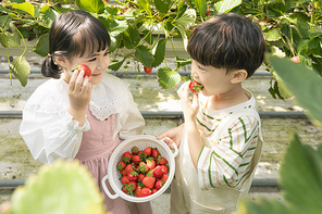 상큼 달콤 딸기농장 - 딸기 잎 사이에 서서 직접 딴 딸기를 보여주는 신나는 어린이들