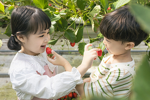 상큼 달콤 딸기농장 - 딸기 잎 사이에 서서 잘 익은 딸기를 서로 먹여주는 귀여운 어린이들