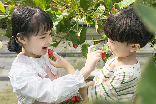 상큼 달콤 딸기농장 - 딸기 잎 사이에 서서 잘 익은 딸기를 서로 먹여주는 귀여운 어린이들