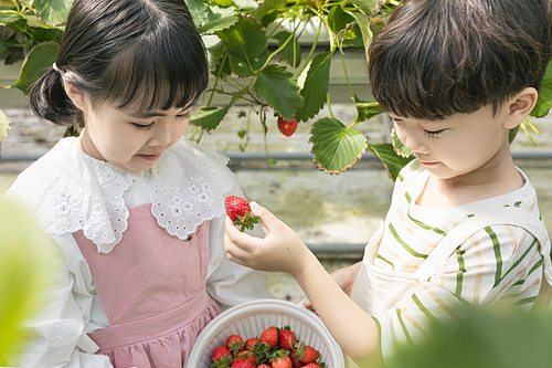 상큼 달콤 딸기농장 - 딸기 잎 사이에 서서 잘 익은 딸기를 먹여주는 귀여운 어린이들