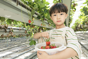 상큼 달콤 딸기농장 - 딸기 농장에서 잘 익은 딸기를 보여주는 즐거운 어린이