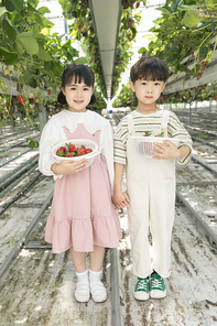 상큼 달콤 딸기농장 - 딸기 농장 사이에 서서 손을 마주 잡고 딸기 바구니를 들고있는 귀여운 어린이들
