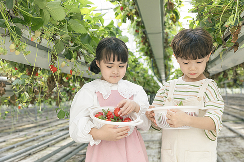 상큼 달콤 딸기농장 - 딸기 농장 사이에 서서 딸기 바구니를 보고있는 귀여운 어린이들