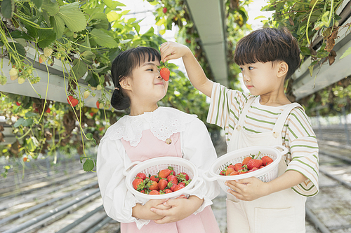 상큼 달콤 딸기농장 - 딸기 농장 사이에 서서 딸기로 장난 치는 귀여운 어린이들