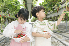 상큼 달콤 딸기농장 - 딸기 농장 사이에 서서 딸기 바구니를 보고있는 귀여운 어린이들