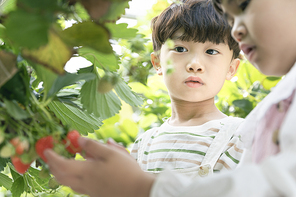 상큼 달콤 딸기농장 - 딸기 농장에서 잘 익은 딸기를 보고있는 즐거운 어린이들