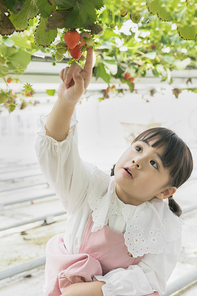 상큼 달콤 딸기농장 - 딸기 농장에서 잘 익은 딸기를 손으로 가리키는 귀여운 어린이