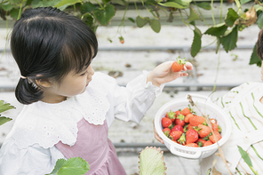 상큼 달콤 딸기농장 - 딸기 농장에서 잘 익은 딸기를 바구니에 넣는 즐거운 어린이