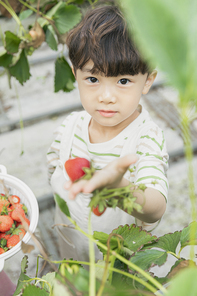 상큼 달콤 딸기농장 - 딸기 농장에서 잘 익은 딸기를 보여주며 미소짓는 즐거운 어린이