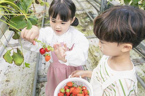 상큼 달콤 딸기농장 - 딸기 농장에서 잘 익은 딸기를 직접 따보는 즐거운 어린이들