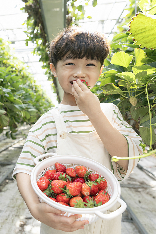 상큼 달콤 딸기농장 - 딸기 농장에서 잘 익은 딸기를 먹고있는 즐거운 어린이