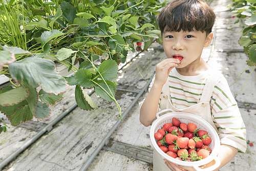 상큼 달콤 딸기농장 - 딸기 농장에서 잘 익은 딸기를 먹고있는 즐거운 어린이