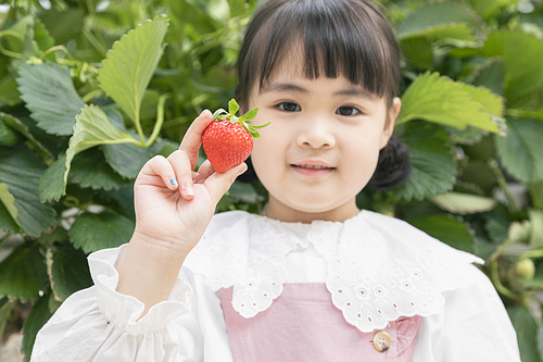 상큼 달콤 딸기농장 - 딸기 농장에서 잘 익은 딸기를 보여주며 미소짓는 즐거운 어린이