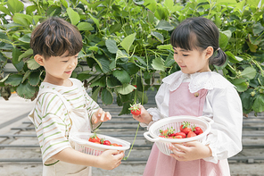 상큼 달콤 딸기농장 - 딸기 농장 사이에 서서 손을 마주 잡고 서로의 딸기 바구니를 보고있는 귀여운 어린이들