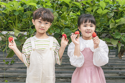 상큼 달콤 딸기농장 - 딸기 농장에서 잘 익은 딸기를 들고 귀엽게 포즈잡은 신나는 어린이들