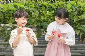 상큼 달콤 딸기농장 - 딸기 농장에서 잘 익은 딸기를 들고 서로 보고있는 신나는 어린이들