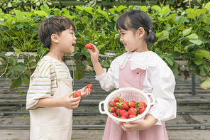 상큼 달콤 딸기농장 - 딸기 농장에서 잘 익은 딸기를 들고 먹여주는 귀여운 어린이들