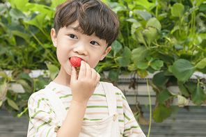 상큼 달콤 딸기농장 - 딸기 농장에서 잘 익은 딸기를 먹고있는 귀여운 어린이