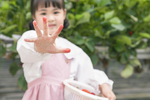 상큼 달콤 딸기농장 - 딸기 농장에서 빨갛게 물든 손가락을 보여주는 귀여운 어린이