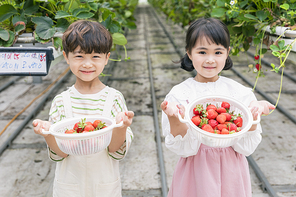 상큼 달콤 딸기농장 - 딸기 농장 사이에 서서 직접 딴 딸기 바구니를 보여주는 신나는 어린이들