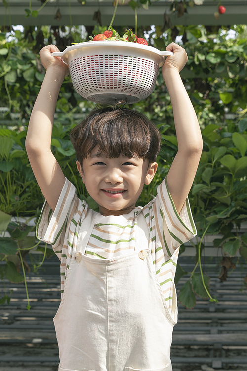 상큼 달콤 딸기농장 - 딸기 농장에서 딸기 바구니를 머리 위로 들고있는 신난 어린이