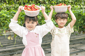 상큼 달콤 딸기농장 - 딸기 농장에서 딸기 바구니를 머리 위로 들고있는 신난 어린이들