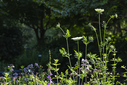 여름과 식물 - 화창한 여름 햇빛과 여름 들꽃 이미지
