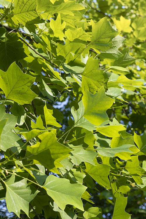 여름과 식물 - 화창한 여름 햇빛과 나뭇잎 이미지