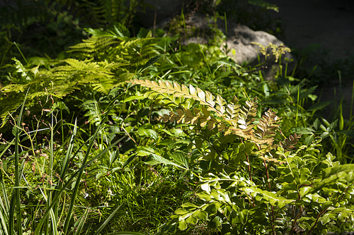 여름과 식물 - 화창한 여름 햇빛과 나뭇잎 이미지
