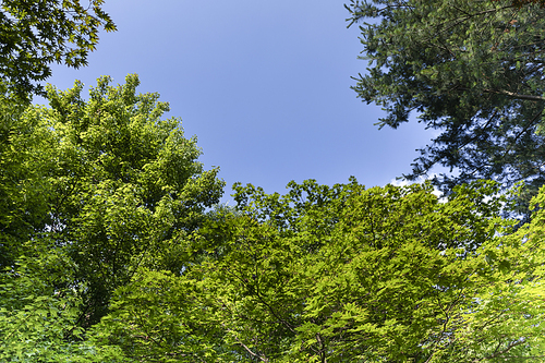 여름과 식물 - 화창한 여름 하늘과 울창한 나무 이미지