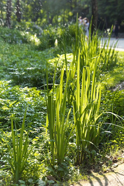 여름과 식물 - 화창한 여름 햇빛과 식물 이미지