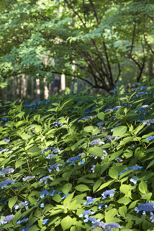 여름과 식물 - 여름 햇빛과 활짝 핀 파란 수국