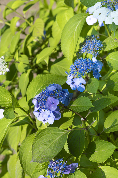 여름과 식물 - 활짝 핀 파란 수국 이미지