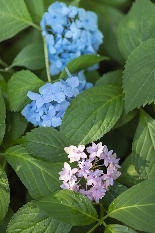 여름과 식물 - 활짝 핀 파란 수국 이미지