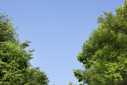 여름과 식물 - 화창한 여름 하늘과 울창한 나무 이미지