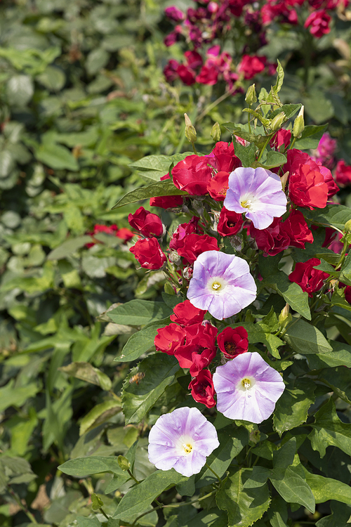 여름과 식물 - 화창한 여름 햇빛과 활짝 핀 장미와 들꽃 이미지